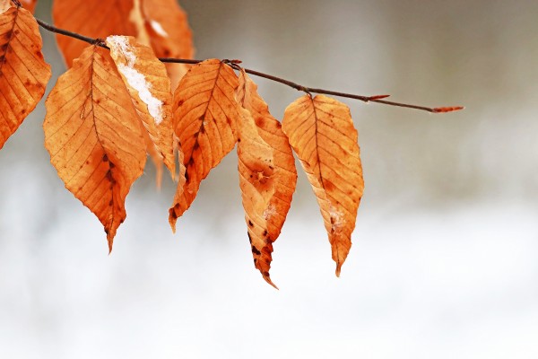 Snow Kissed Beech Leaves by Deb Oppermann